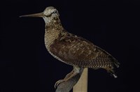 藏品(山鷸)的圖片